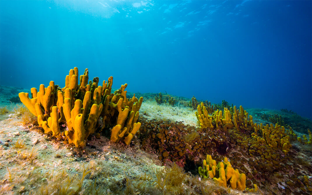 Inospicule hỗ trợ hấp thu dưỡng chất